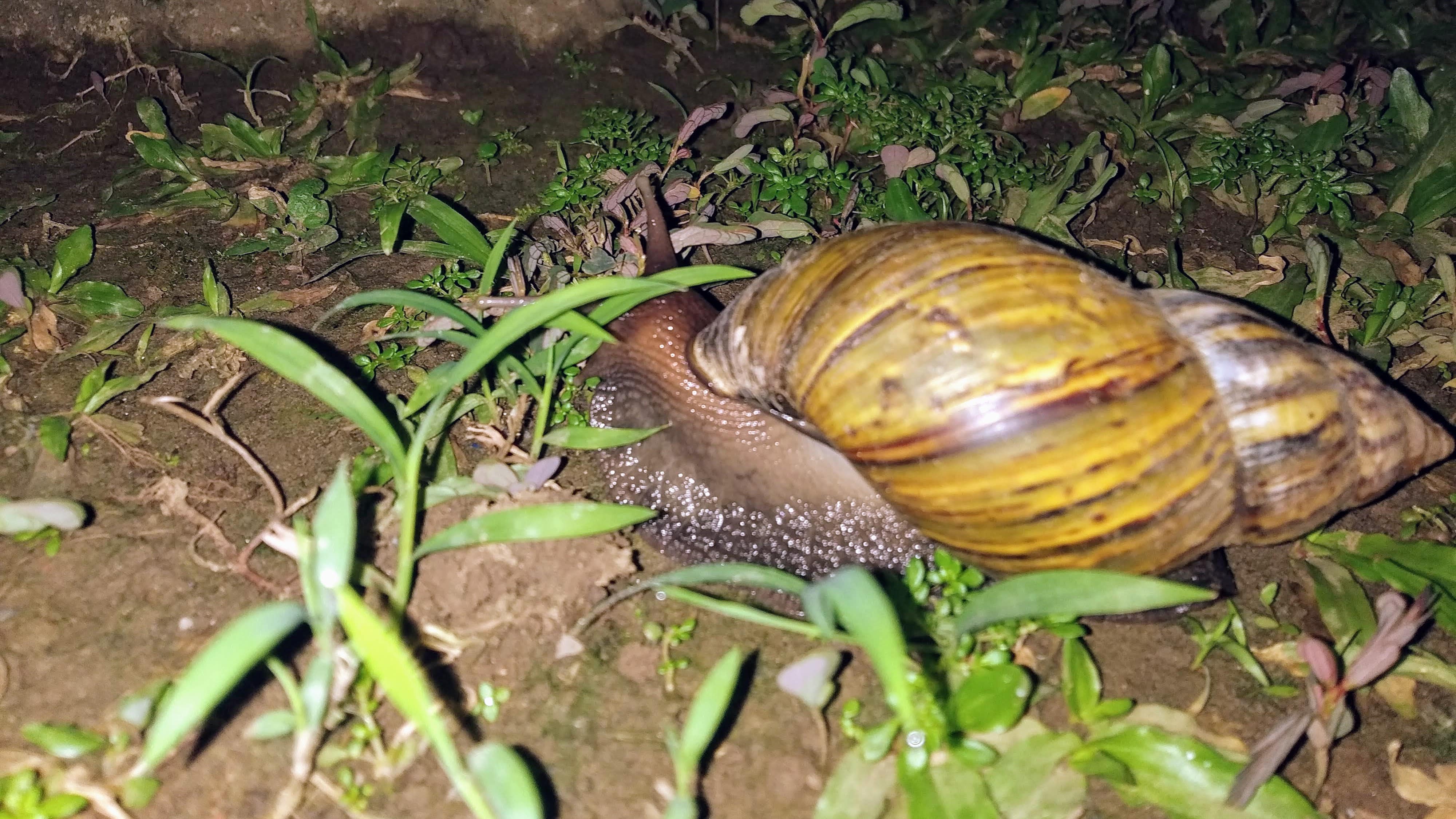 The biggest snail we found; seems the most accomplished snail taking its time. Haha! • Header image for: Anxiety and Importance of Rest • Just some musings on active waiting and resting • Ayo's Blog • Blogs on tech, life, and personal growth • Ayo Ayco